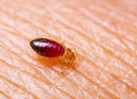 Skiatook Bed Bug Removal Skiatook Ant Control