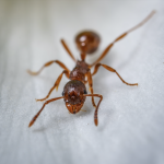 Skiatook Ant Control
