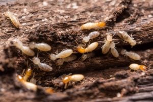 Tulsa Pest Control Service Owasso Pest Control