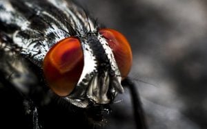 Oologah Pest Control