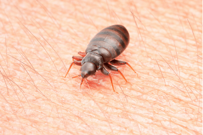 Bed Bug Detection Tulas Exterminator