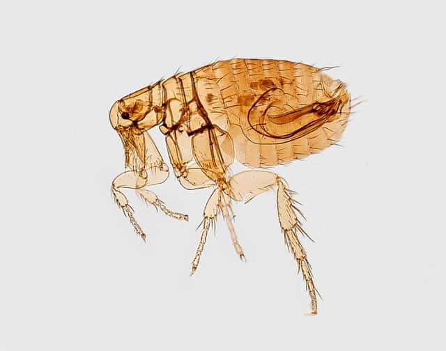 Skiatook Pest Control