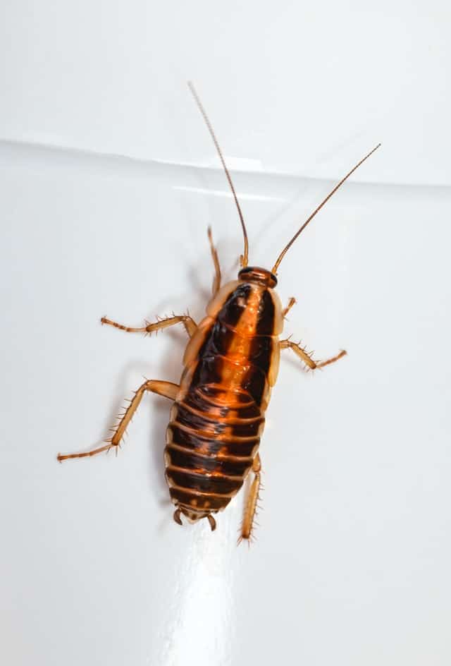 Owasso Pest Control Pest Control in Owasso