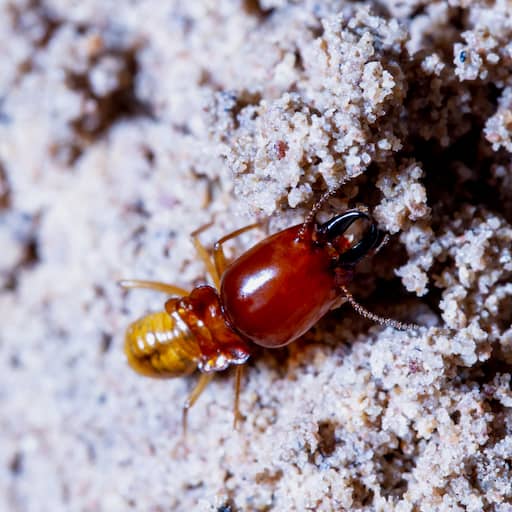 termites damage home, macro close up termites in anthill