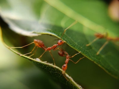 Ant Control