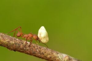 Ant Pest Control