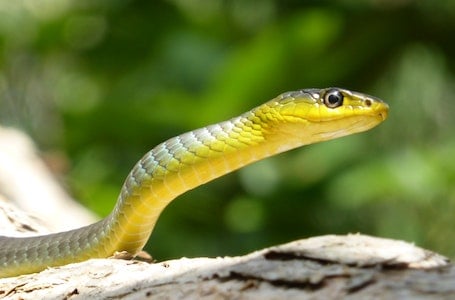 How to handle snakes