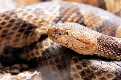 Snake Control