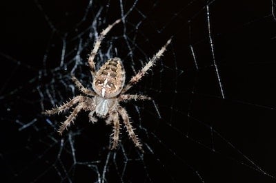 Spider Control
