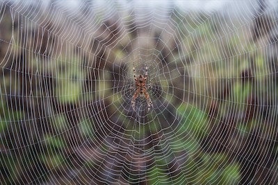 Spider Pest Control