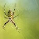 Spider Control