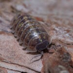 pest services