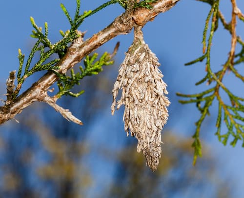 bagworm tulsa bagworm control