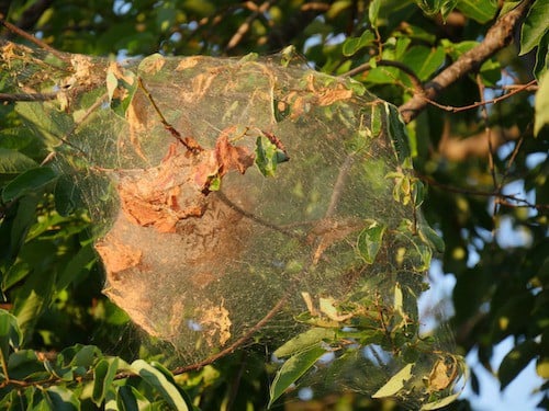 web worms tulsa web worm control